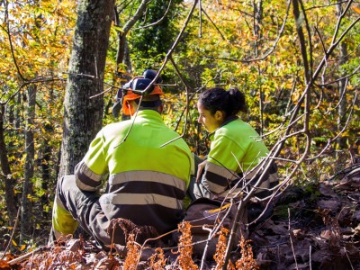 Arborist Assistant Program