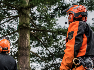 Arborist Assistant