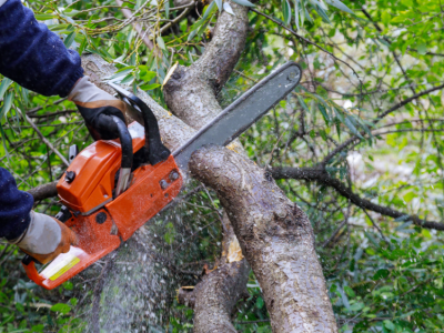 Utility Tree Worker Training